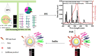 Graphical abstract: Near-white-light emissive upconversion NaYF4:50%Yb,2%Er@NaYbF4:1%Tm@NaYF4 nanoparticles for the ratiometric fluorescence detection of sulfite